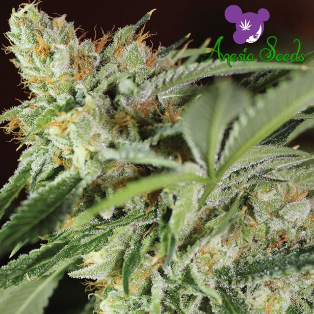 Buy Anesia Seeds Ghost Train Haze #1 FEM