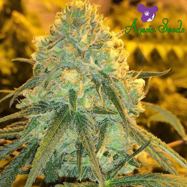 Buy Anesia Seeds Hawaiiana FEM