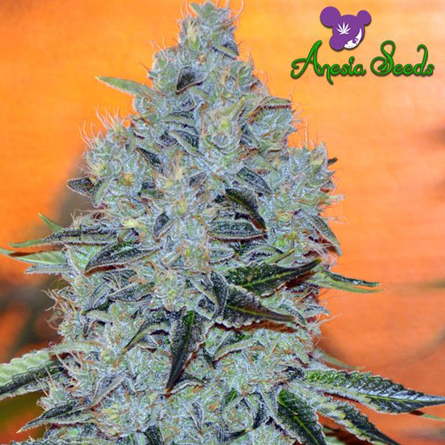 Buy Anesia Seeds Mob Boss FEM