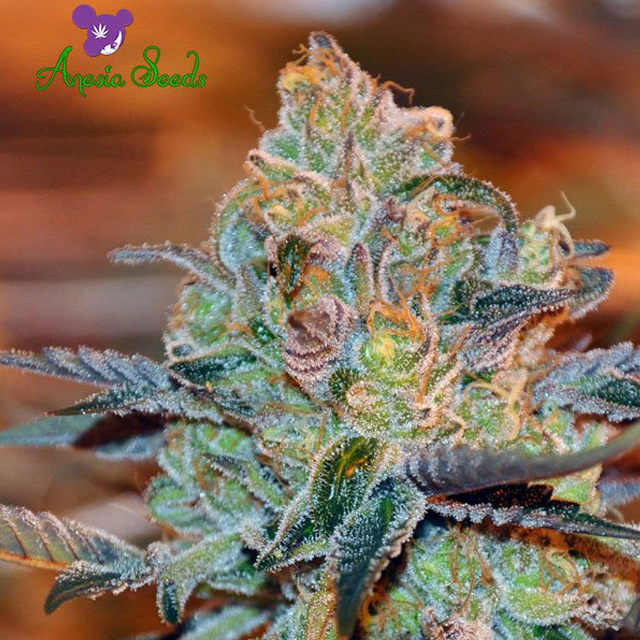 Buy Anesia Seeds Orient Express FEM