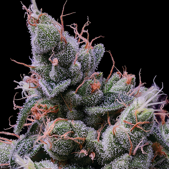 Buy Anesia Seeds Strawberry Kush FEM