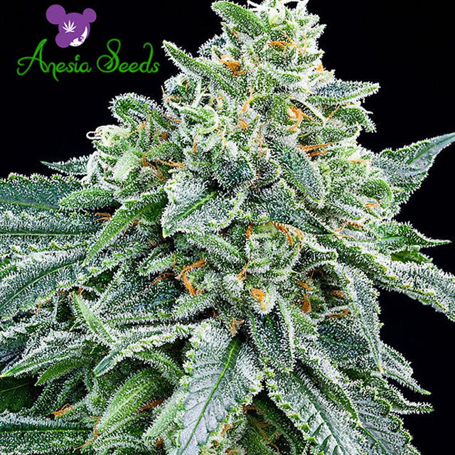 Buy Anesia Seeds Strawberry Tree FEM