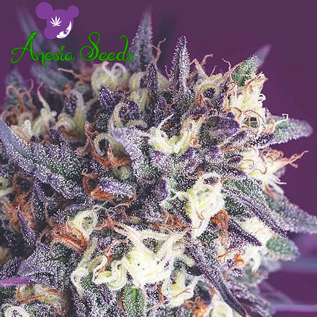 Buy Anesia Seeds Super Glue FEM