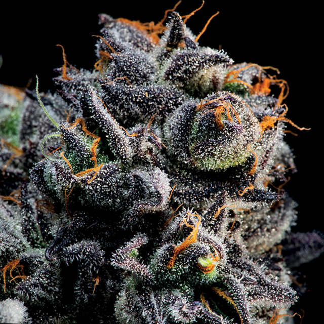 Buy Anesia Seeds Auto Blueberry Banana FEM