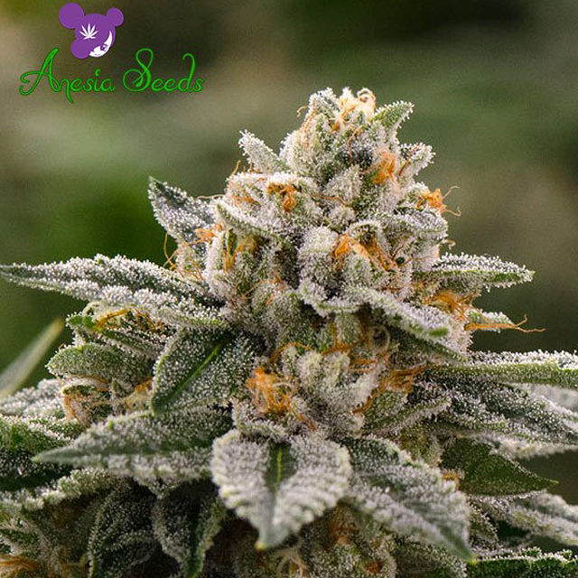Buy Anesia Seeds Orient Express Auto FEM