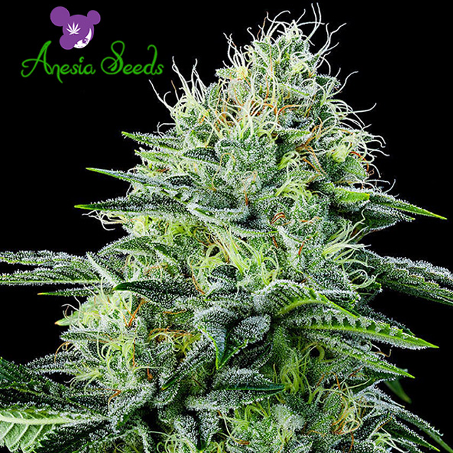 Buy Anesia Seeds Strawberry Banana Auto FEM