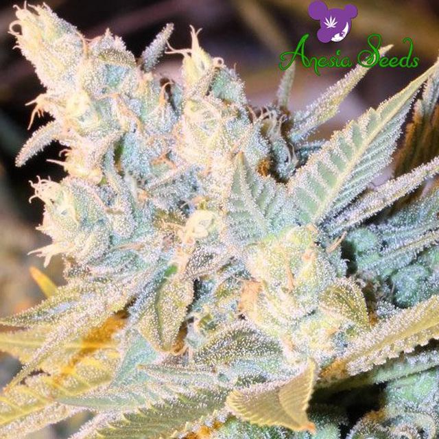 Buy Anesia Seeds Triple Cheese Auto FEM