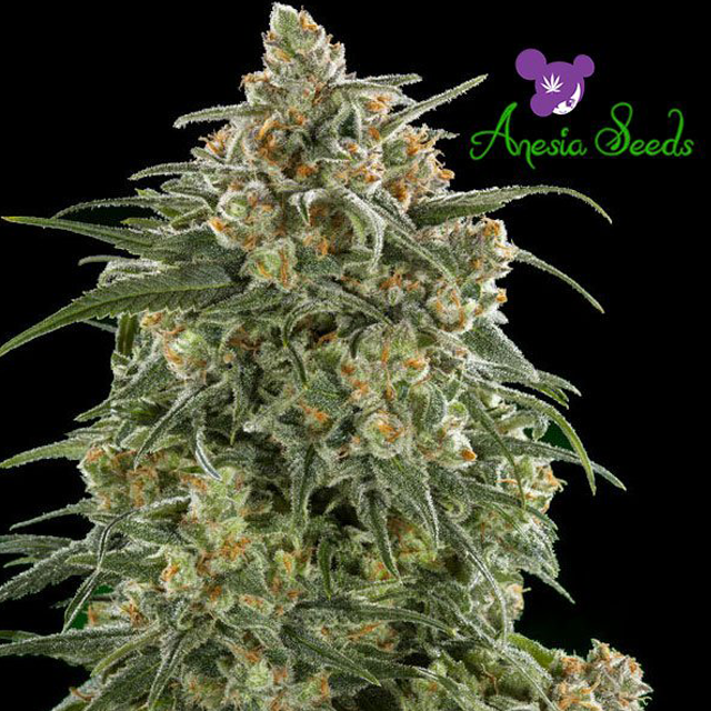 Buy Anesia Seeds Auto Wonder FEM