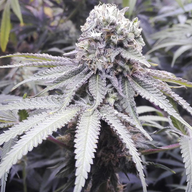 Buy Original Sensible Seeds  Pineapple Sorbet REG