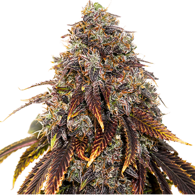 Buy Original Sensible Seeds  Gelato 41 FEM