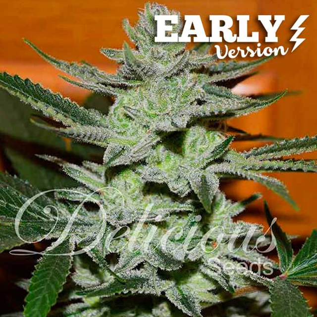 Buy Delicious Seeds Unknown Kush Early Version FEM