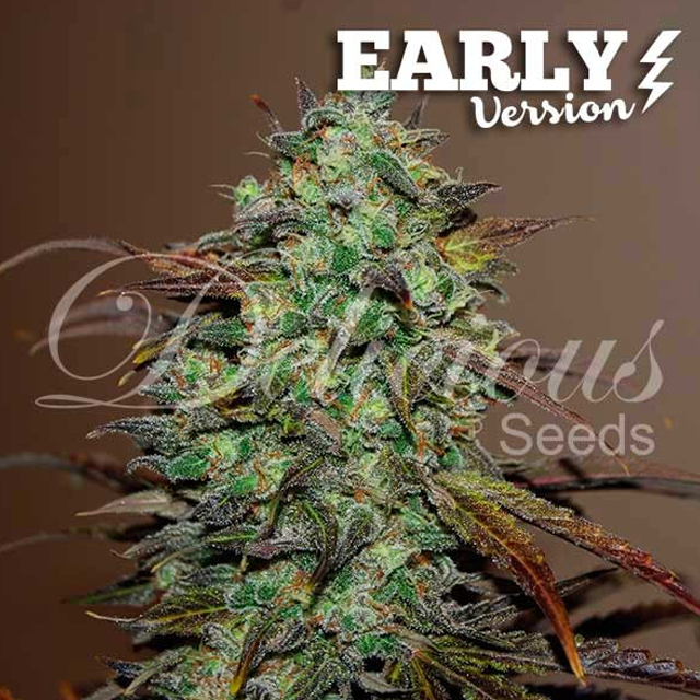 Buy Delicious Seeds Eleven Roses Early Version FEM