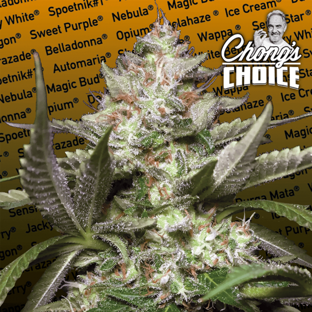 Buy Paradise Seeds Auto Kong 4 FEM