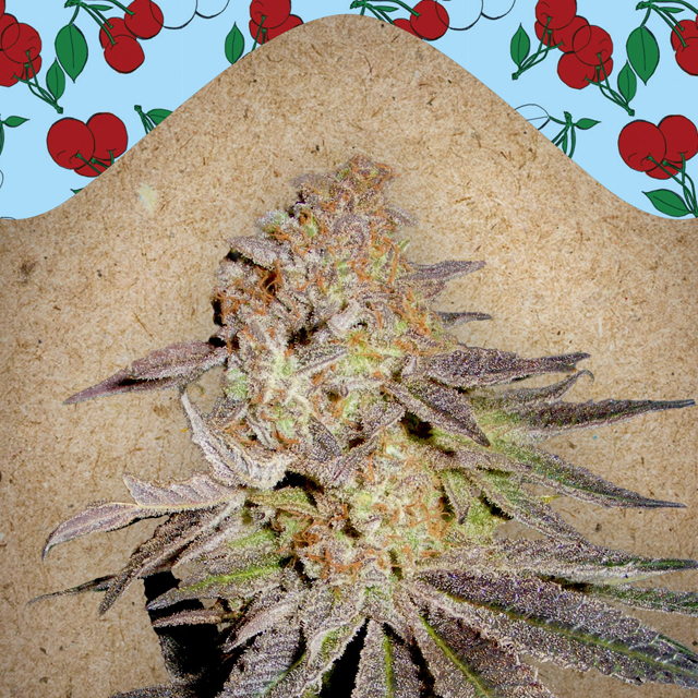 Buy Female Seeds Cherry Pie FEM