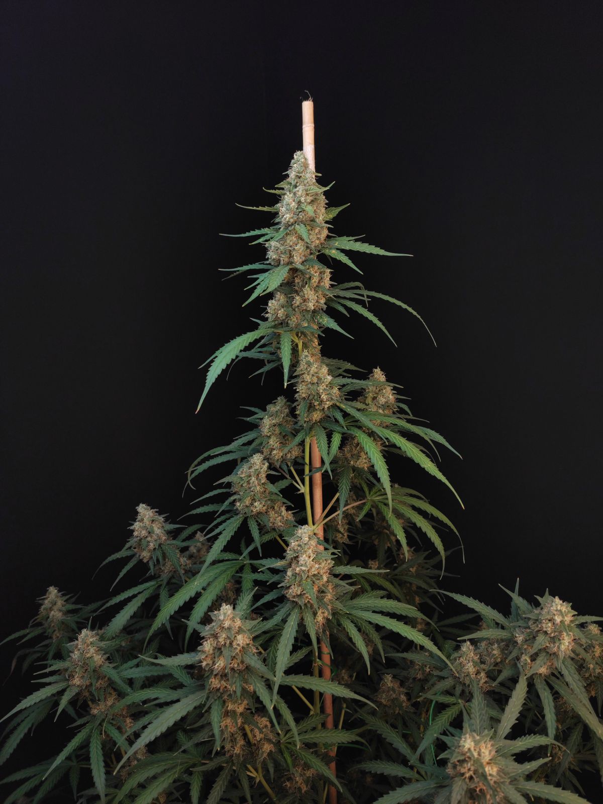 Buy Fast Buds Seeds Original Auto Cheese FEM