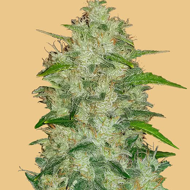 Buy Fast Buds Seeds Original Auto Chemdawg FEM
