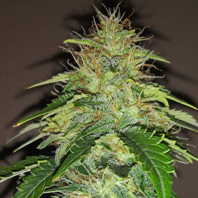 Buy Fast Buds Seeds Original Auto Russian FEM