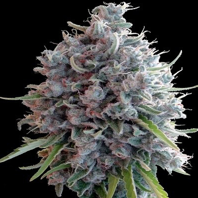 Buy Ace Seeds Killer A5 Haze FEM