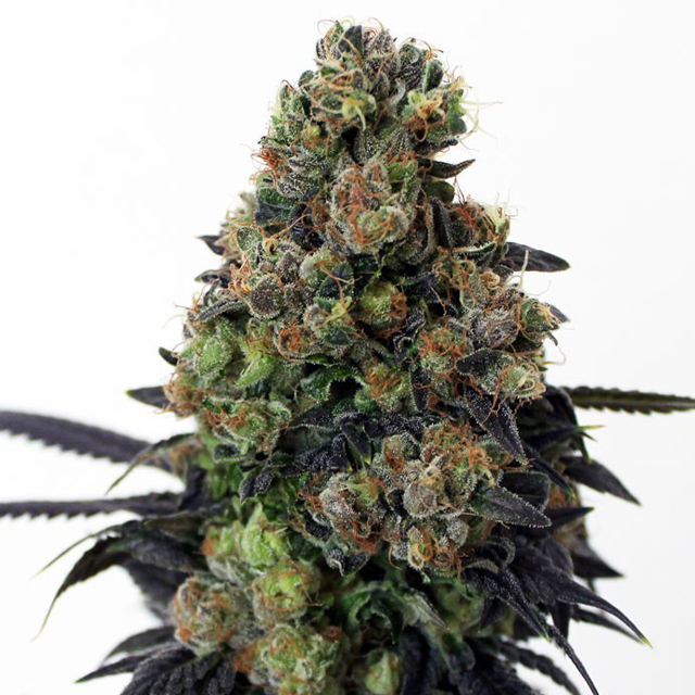 Buy Ripper Seeds Acid Dough FEM