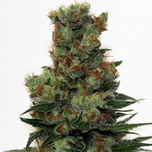 Buy Ripper Seeds Ripper Badazz REG