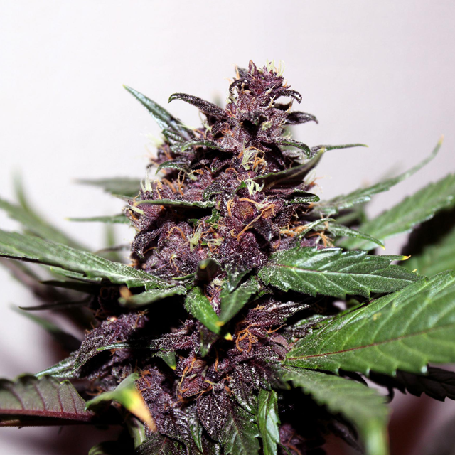 Buy Kannabia Seeds Swiss Dream RosÃ© Auto CBD FEM