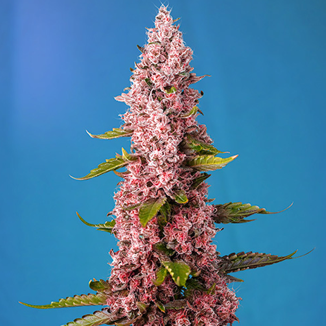 Buy Sweet Seeds Red Hot Cookies FEM