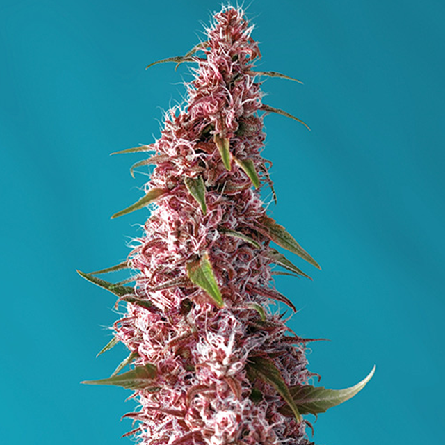 Buy Sweet Seeds Red Pure Auto CBD FEM