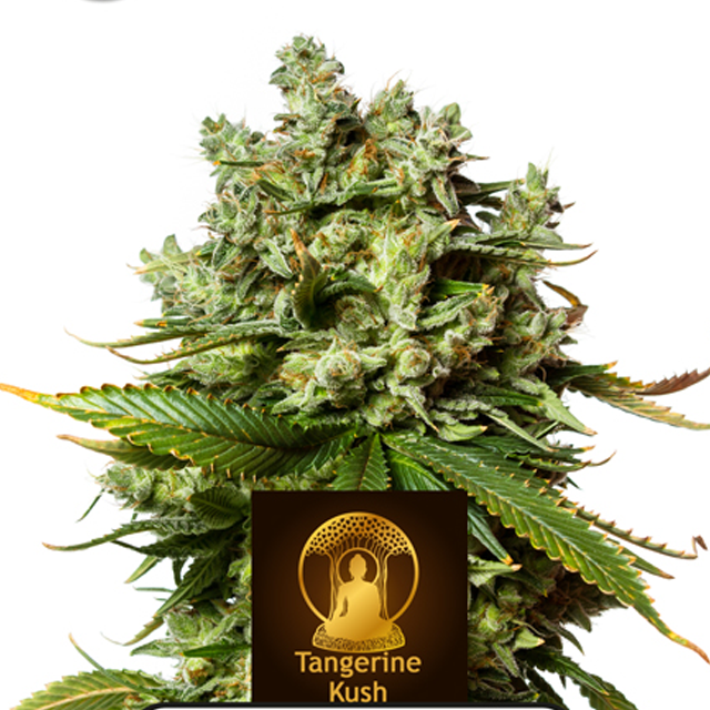 Tangerine Kush Kera Seeds FEM Original Seeds Store