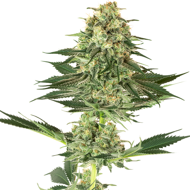 Buy Sensi White Label Seeds Banana Kush FEM