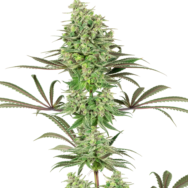 Buy Sensi White Label Seeds Double Banana Kush FEM