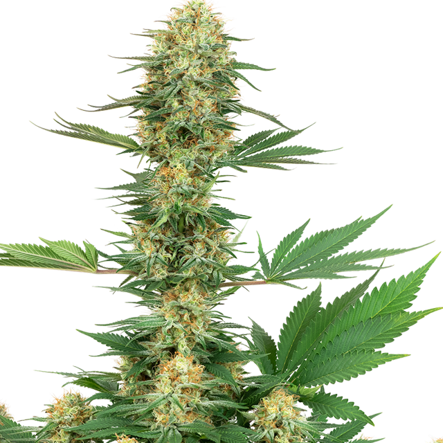 Buy Sensi White Label Seeds Gelato #420 FEM