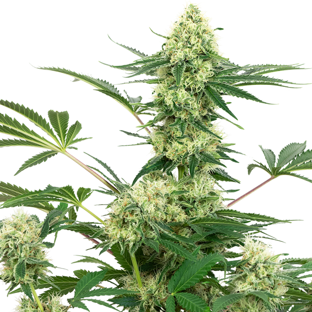 Buy Sensi White Label Seeds Wedding Cheesecake FEM