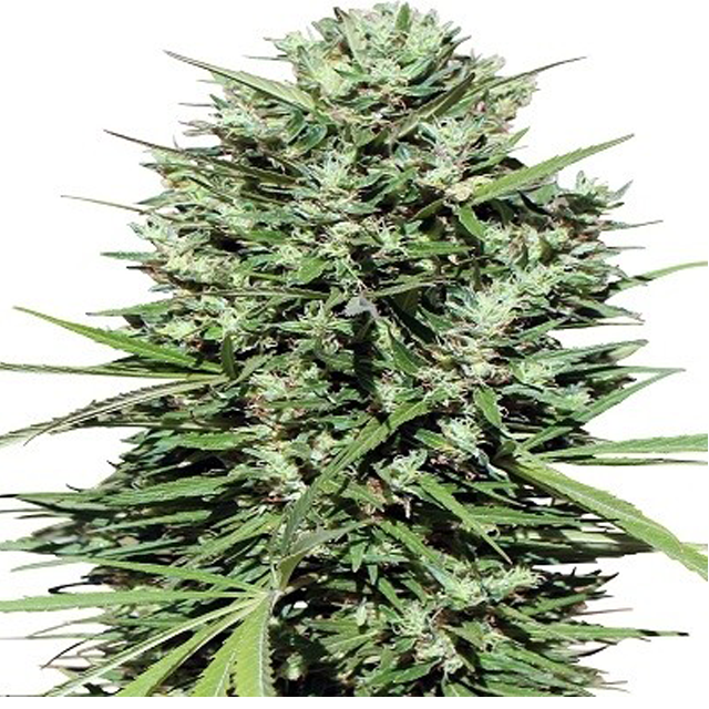 Buy Ace Seeds Moroccan Beldia Kif FEM