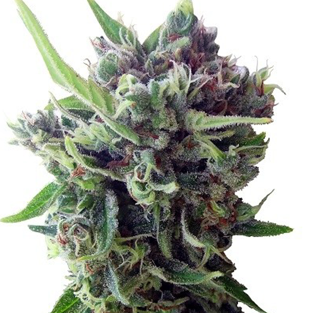Buy Ace Seeds Auto Zamaldelica FEM