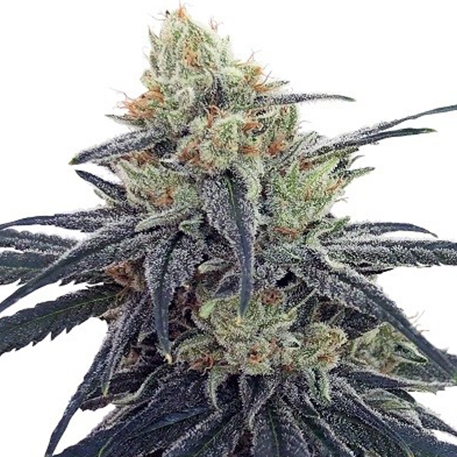 Buy Ace Seeds CBD #1 FEM