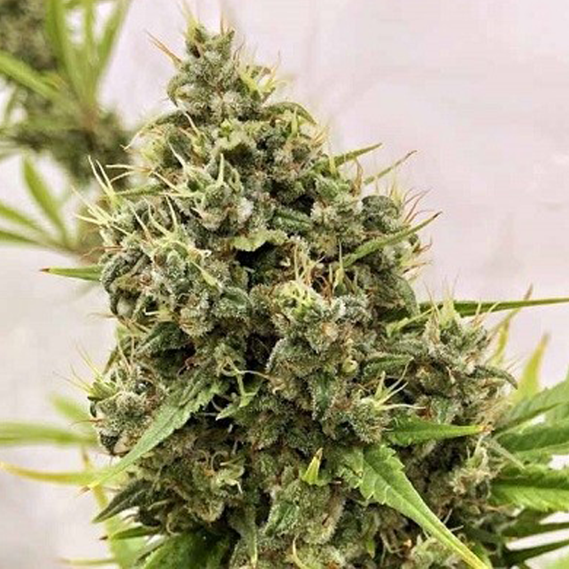 Buy Ace Seeds Guawi FEM