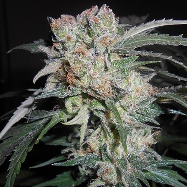 Buy Ace Seeds Zamaldelica x Kali China FEM