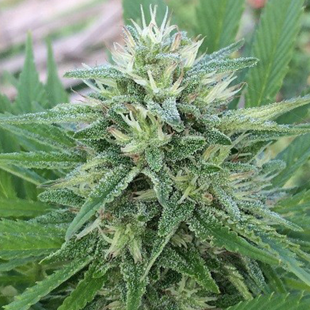 Buy Ace Seeds Panama x Bangi Haze REG