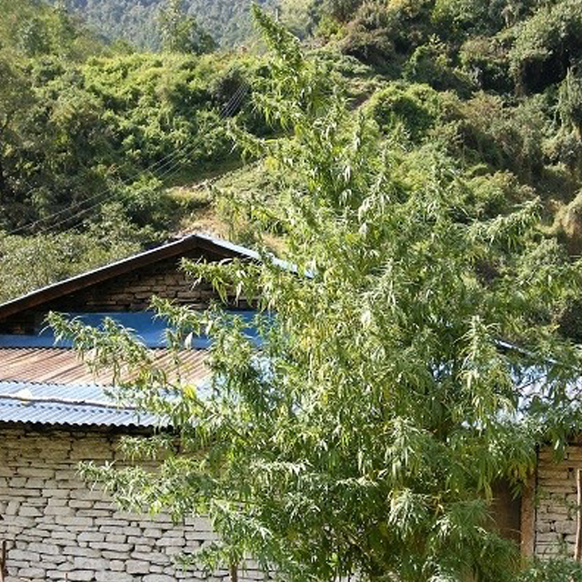 Buy Ace Seeds Nepal Annapurna REG