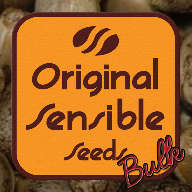 Buy Original Sensible Seeds Californian Orange Bud FEM