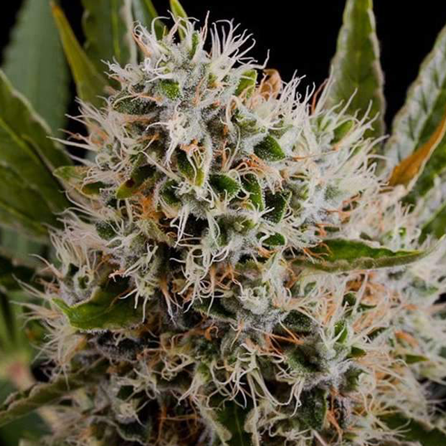 Buy Nirvana Seeds OG Kush REG