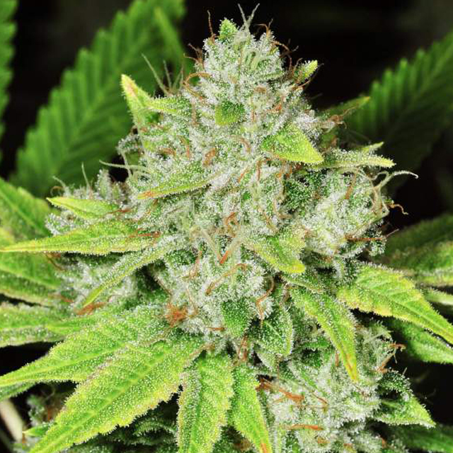 Buy Nirvana Seeds Original Glue REG
