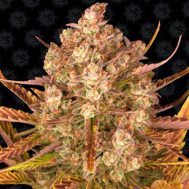 Buy Barneys Farm Seeds Do Si Dos Auto FEM