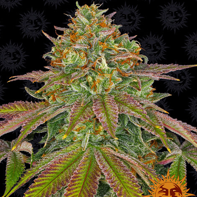 Buy Barneys Farm Seeds Wedding Cake FEM