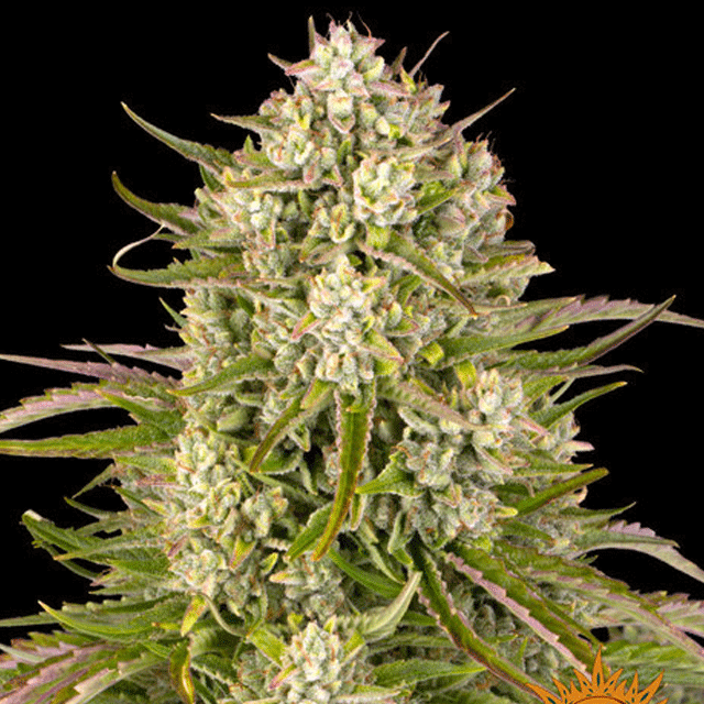 Buy Barneys Farm Seeds Wedding Cake Auto FEM