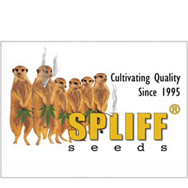 Buy Spliff Seeds Spliff Seeds Mix FEM