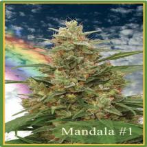Mandala #1