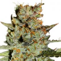 Auto Blueberry cannabis seeds