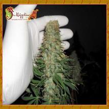 Mango Chutney bulk cannabis seeds