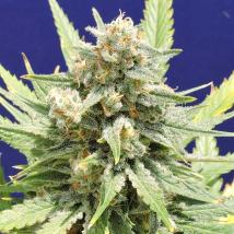 Bulk Cannabis Seeds | Cheese